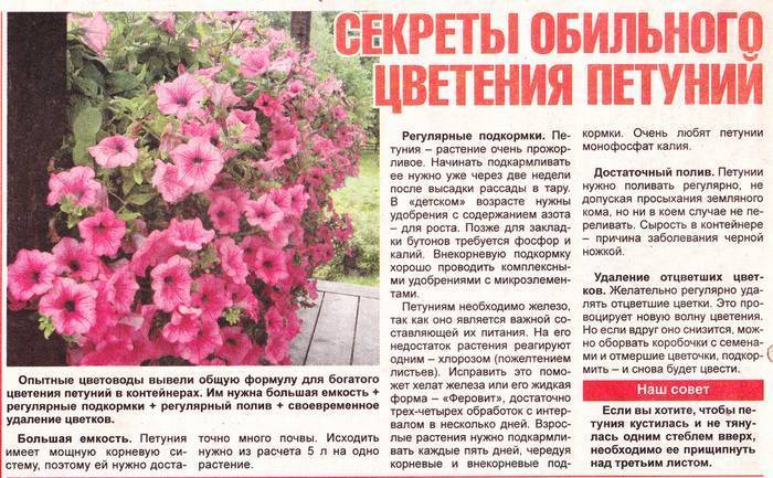 Чем подкормить петунию для пышного цветения, какие подкормки и удобрения использовать - дзен дневник