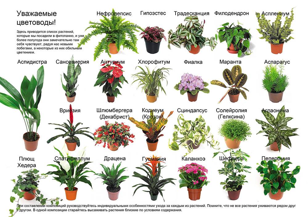 Самые популярные комнатные цветы: топ 10 лучших видов для выращивания, а также какие домашние растения самые распространенные и неприхотливые