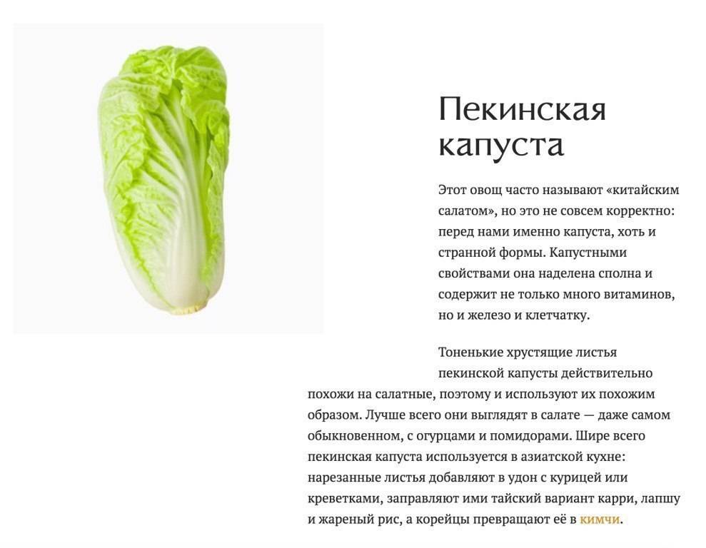 Пекинская капуста – польза и вред | rl разные люди