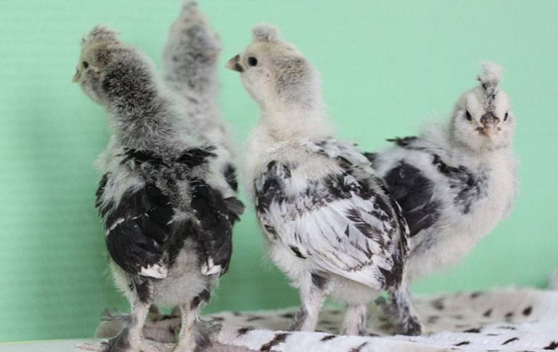 Куры мильфлёр: описание породы, фото, отзывы - домашние наши друзья