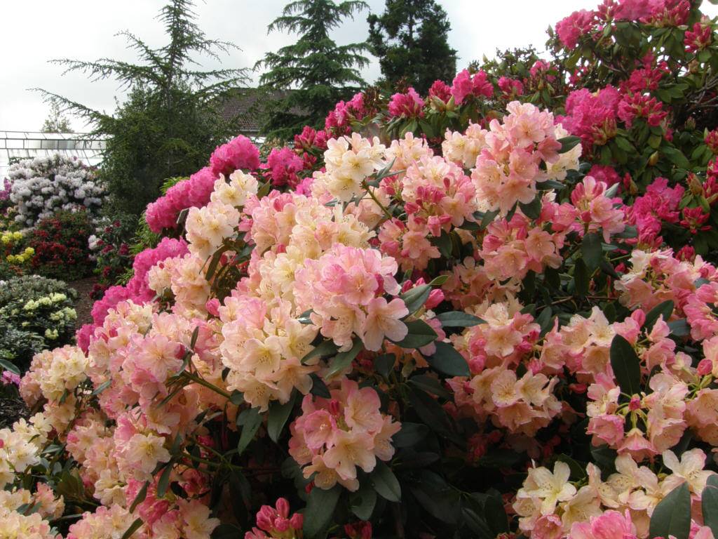 Морозоустойчивые рододендроны: фото сортов, названия и описание вечнозеленых видов (в том числе марсель менард, гибридный бразилия, эрато, перси вайсман, лита)дача эксперт