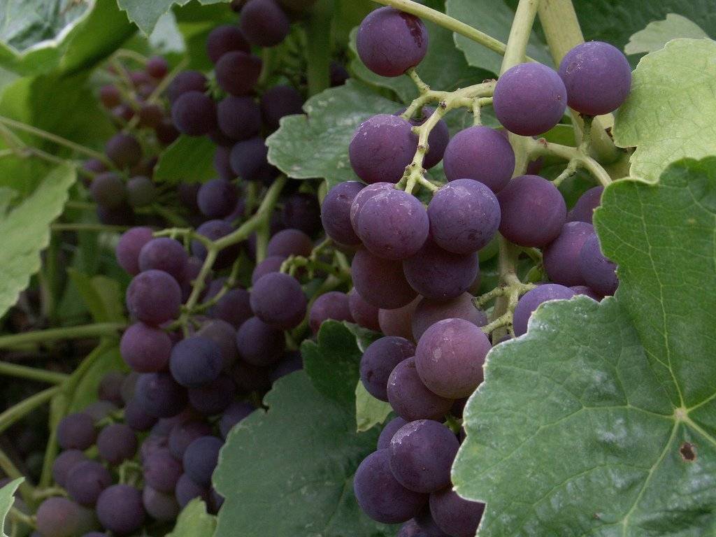 Виноград изабелла белая описание. виноград изабелла: всё о выращивании сорта, рекомендации по уходу за культурой
