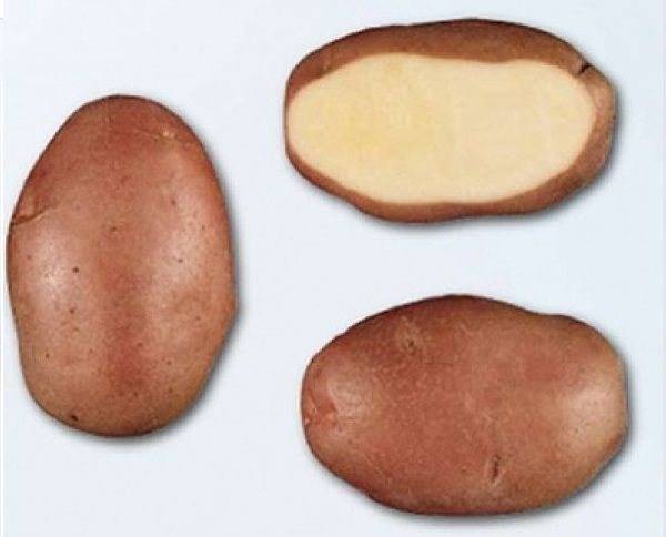 Сорт картофеля родриго: описание, характеристики, особенности выращивания – аграрий
