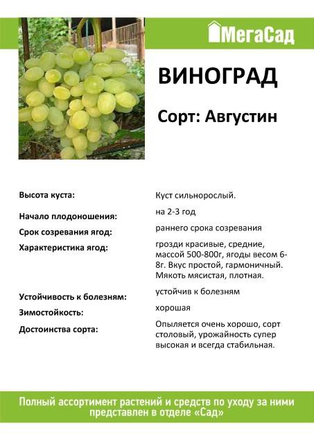Виноград августин: описание сорта, фото, отзывы, посадка и уход