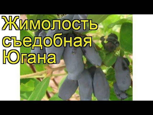 Жимолость: описание 19 популярных сортов, их многообразие и особенности, как отличить ядовитые плоды (35 фото & видео) +отзывы