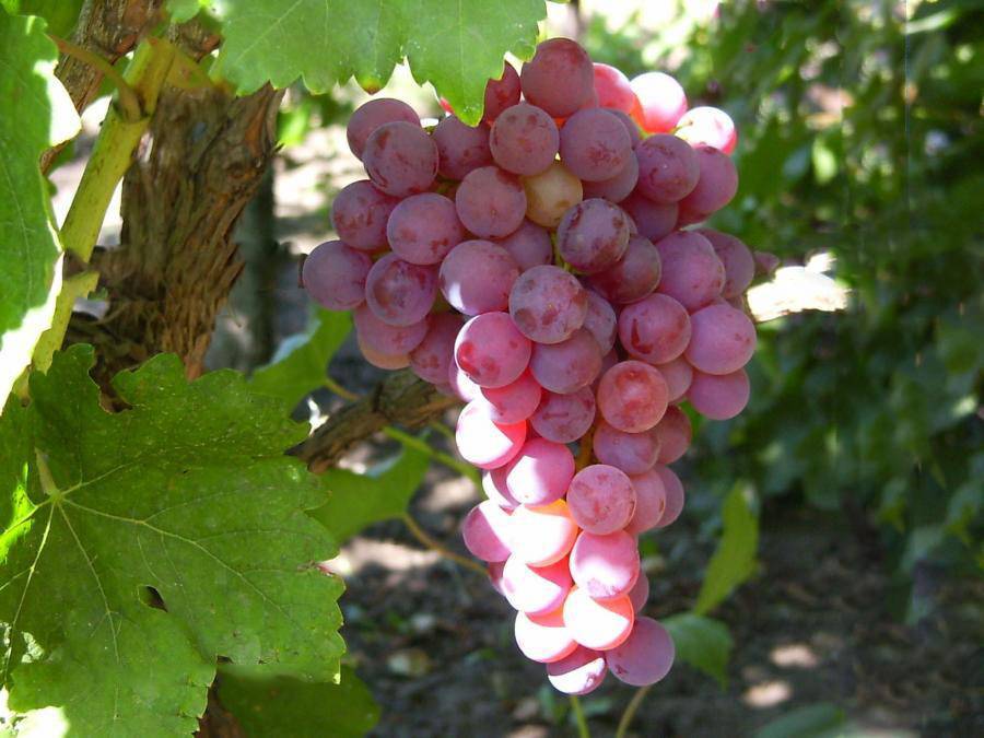 Виноград тайфи: описание сорта, фото и отзывы садоводов