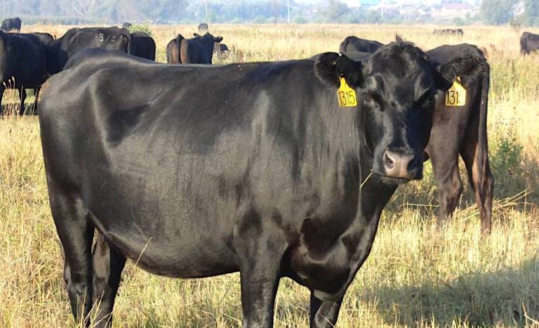 Бестужевская порода коров: описание и характеристика, правила содержания