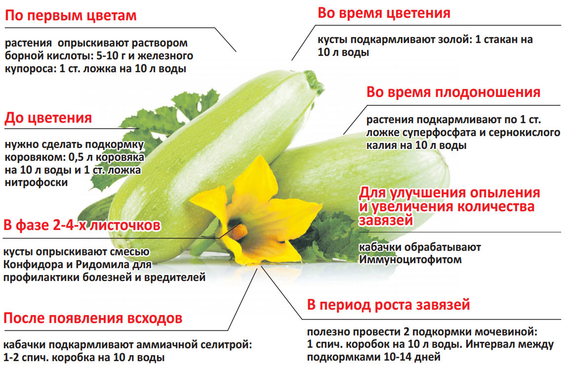 Подкормка огурцов от а до я - в теплице и открытом грунте, удобрение рассады огурцов - почва.нет