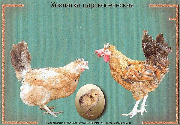 Царскосельские куры: их особенности и тонкости выращивания