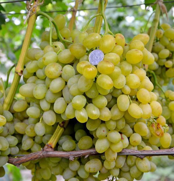 Виноград галахад: описание сорта, фото, отзывы, характеристики и технология выращивания