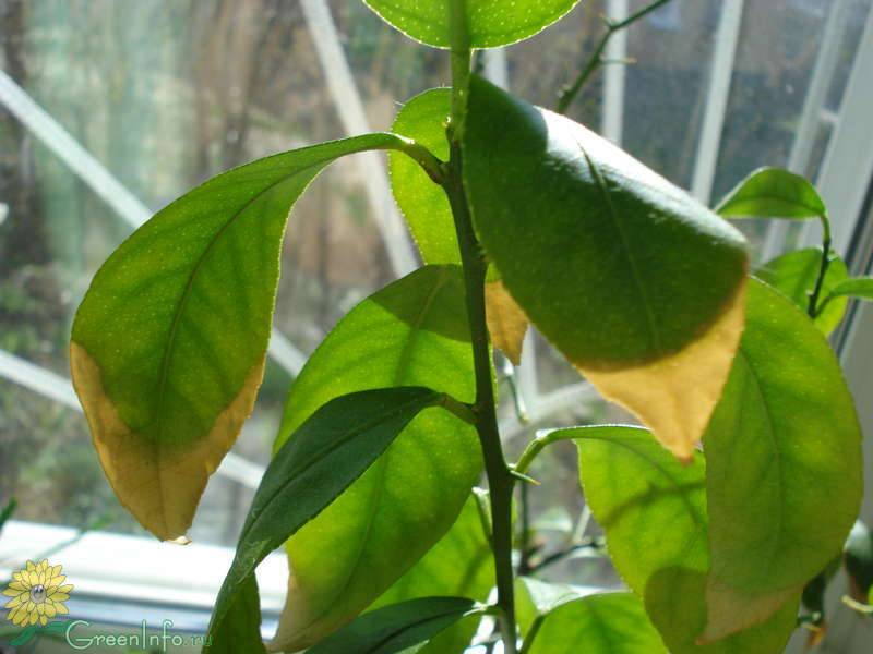 Почему у лимона опадают листья в домашних условиях: причины