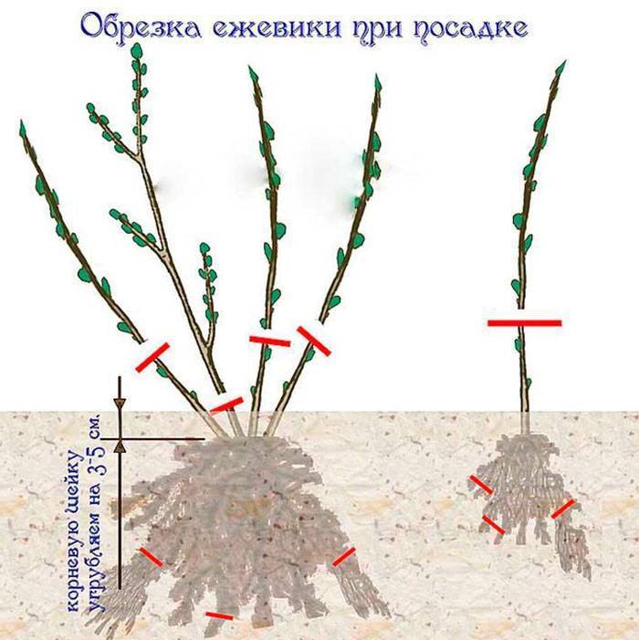Надо ли обрезать ежемалину на зиму