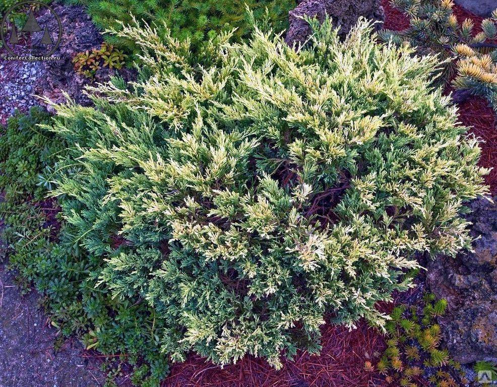 Можжевельник горизонтальный андорра вариегата (andorra variegata): описание и фото, использование в ландшафтном дизайне