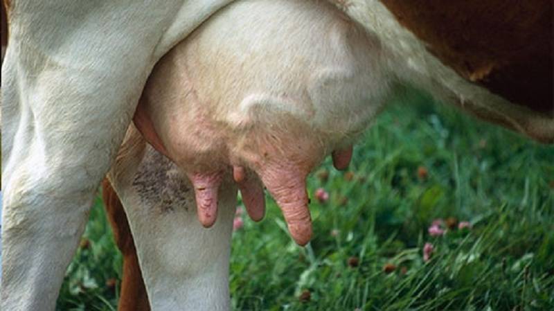 Бородавки у коров – как вывести и избавиться быстро