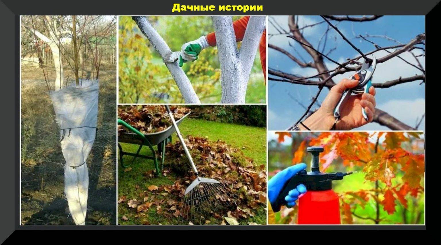 Как обрезать сливу осенью?