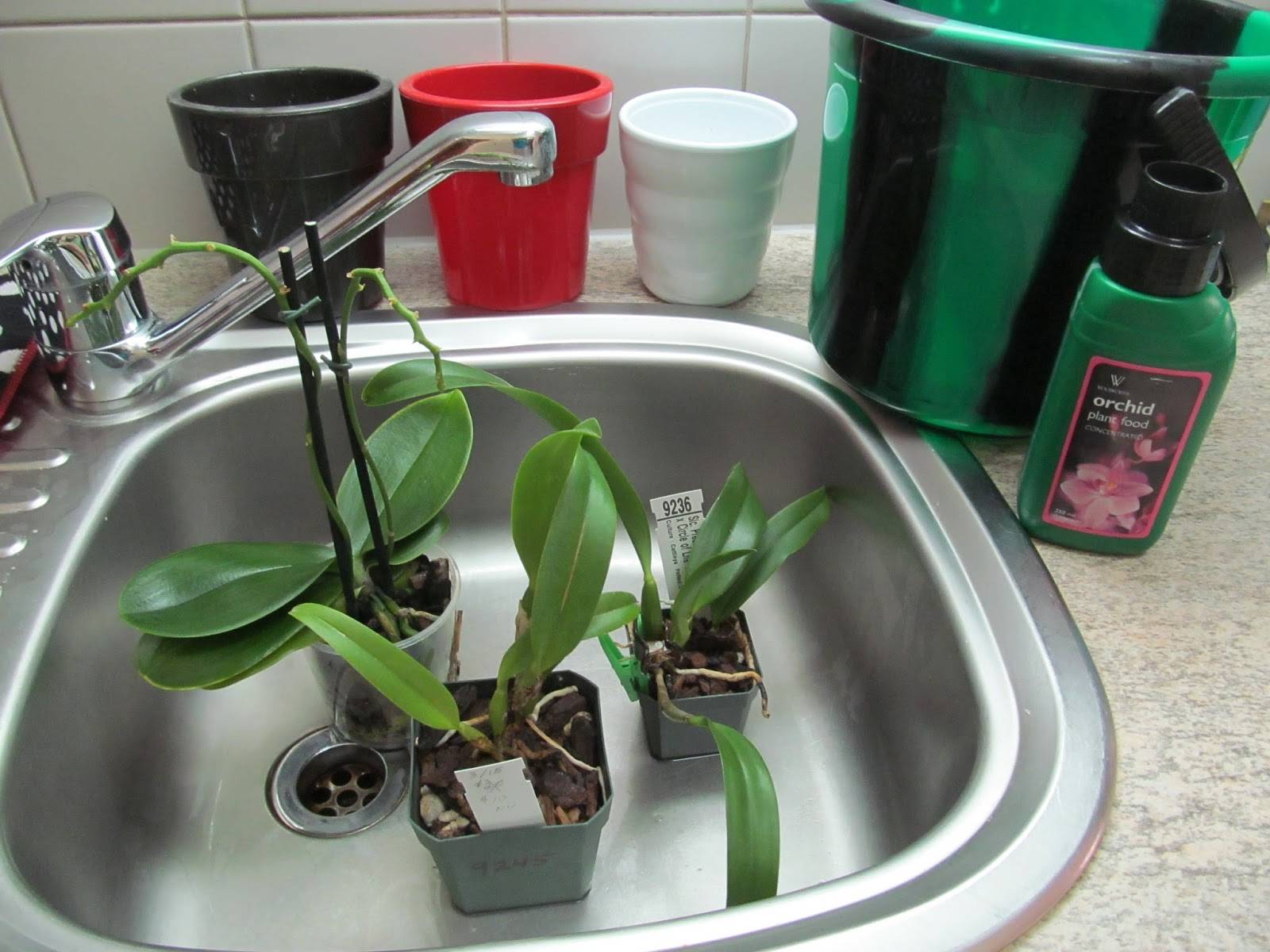Как поливать орхидею фаленопсис в домашних условиях - 3 основных правил