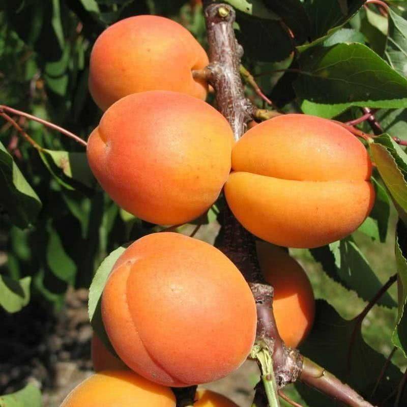 Об абрикосе алеша: описание и характеристики сорта, посадка, уход, выращивание