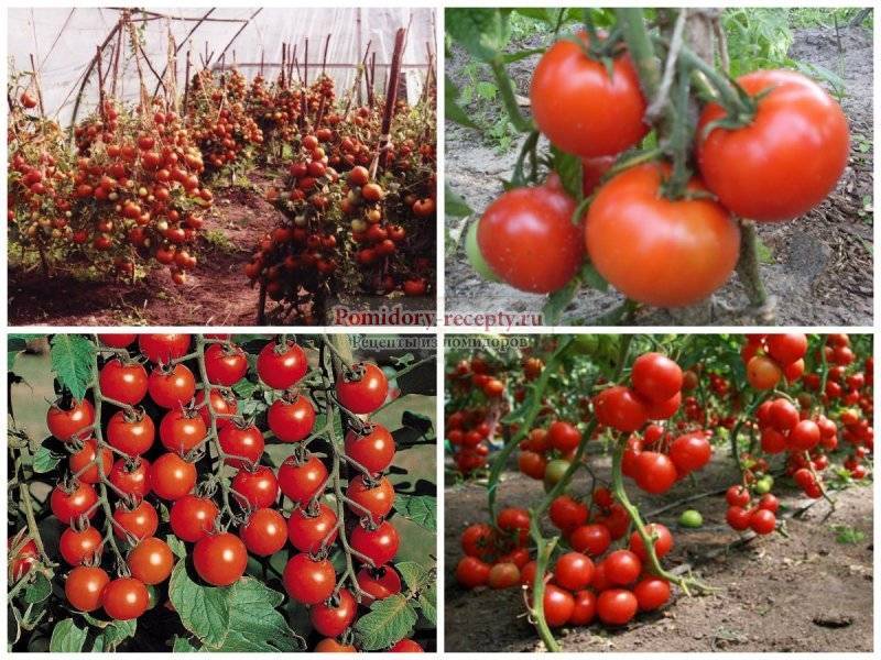 Лучшие сорта помидор на 2023 год: самые урожайные, вкусные, для открытого грунта и теплиц