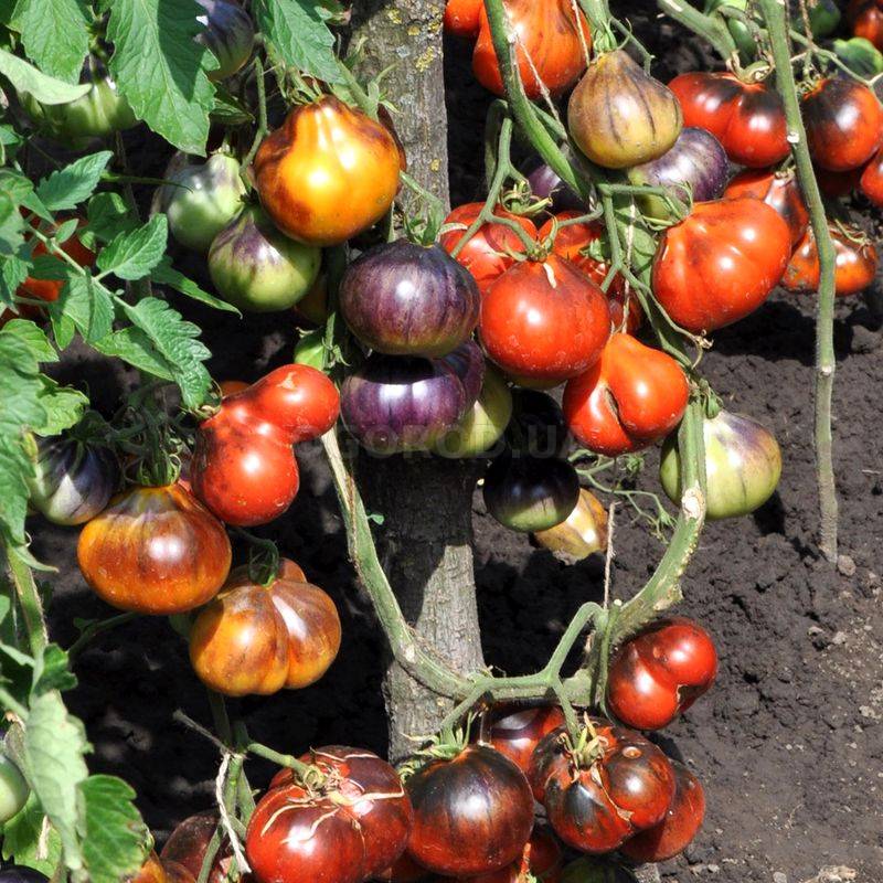 Томат груша черная: описание сорта, отзывы, фото, характеристика | tomatland.ru