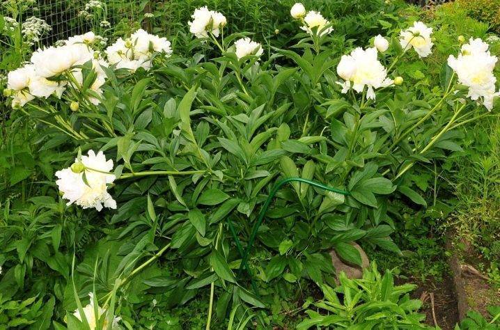 Пион примавера (paeonia primevere) — характеристики сорта