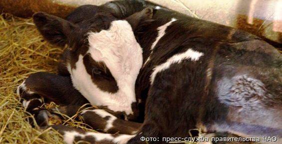 Как кормить коров перед отёлом, чтобы избежать осложнений?