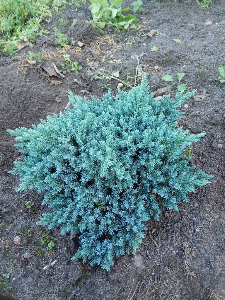 Можжевельник голубой: сорта, виды, фото и названия