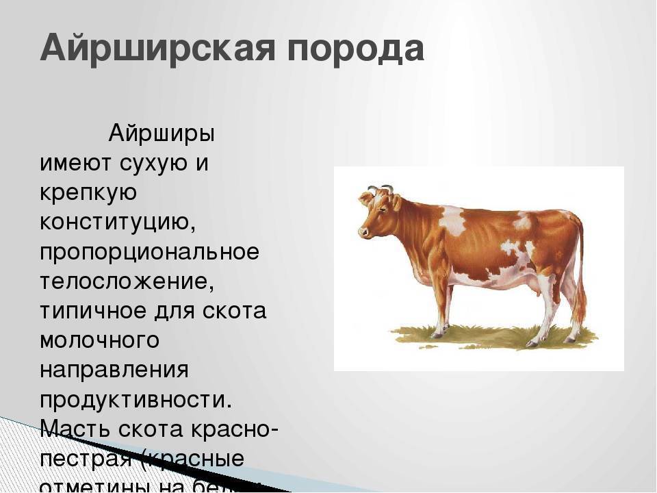 Проект наши сельскохозяйственные животные породы их продуктивность история происхождения 7 класс