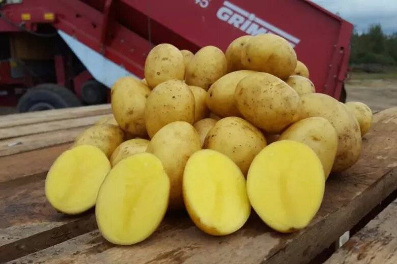 Урожайные сорта картофеля в 2023 году