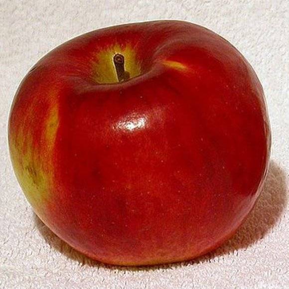 Яблоня кортланд описание сорта