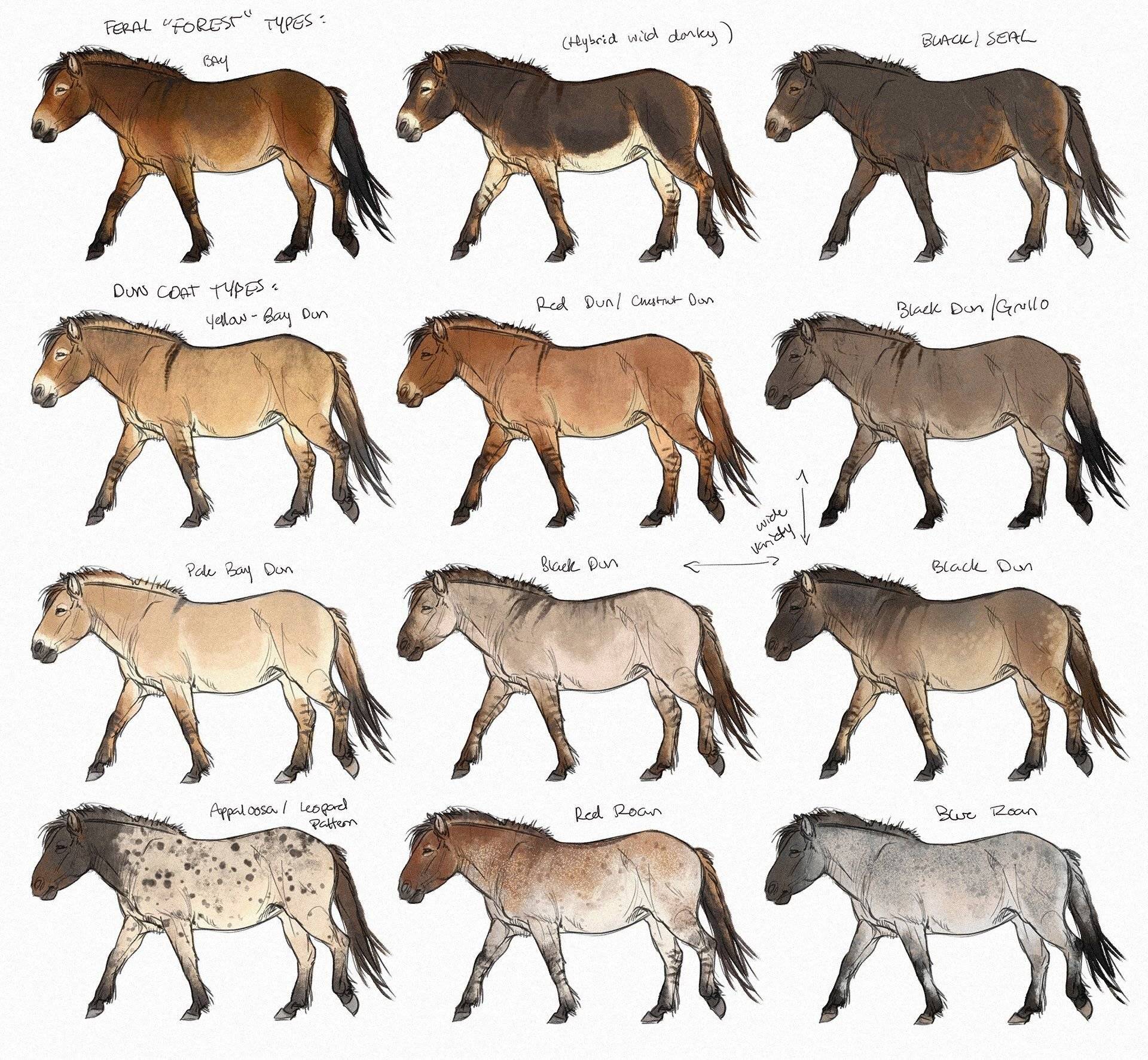 Породы лошадей и пони