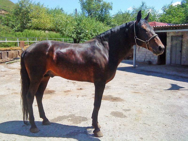 История черкесских коней. особенности кабардинской породы лошадей