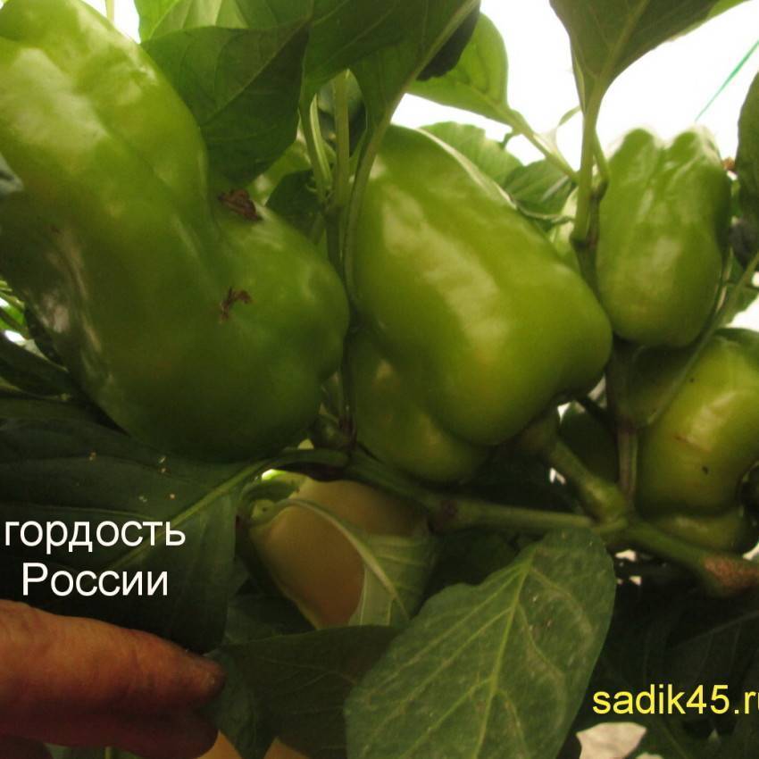 Максимум преимуществ по уходу за плодами — перец гордость россии: полное описание сорта