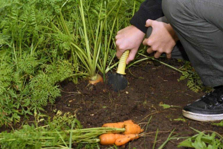Посадка моркови в июне 2021 в открытый грунт