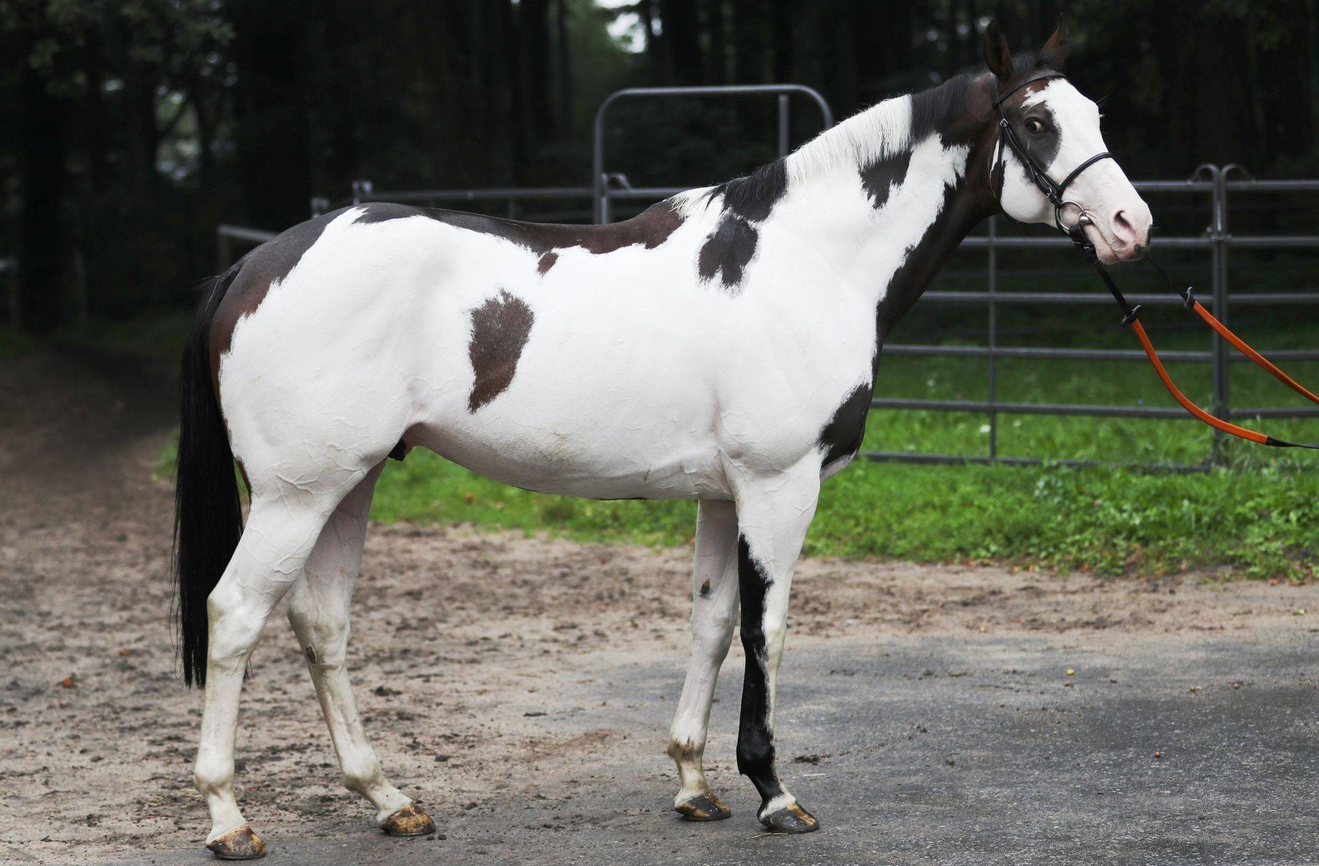 Пегая масть лошади: описание и особенности лошадей пятнистых мастей