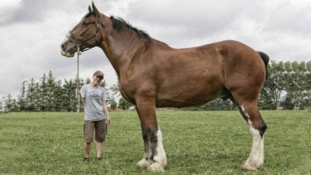 Самые красивые лошади в мире: большие, сильные, дорогие и престижные