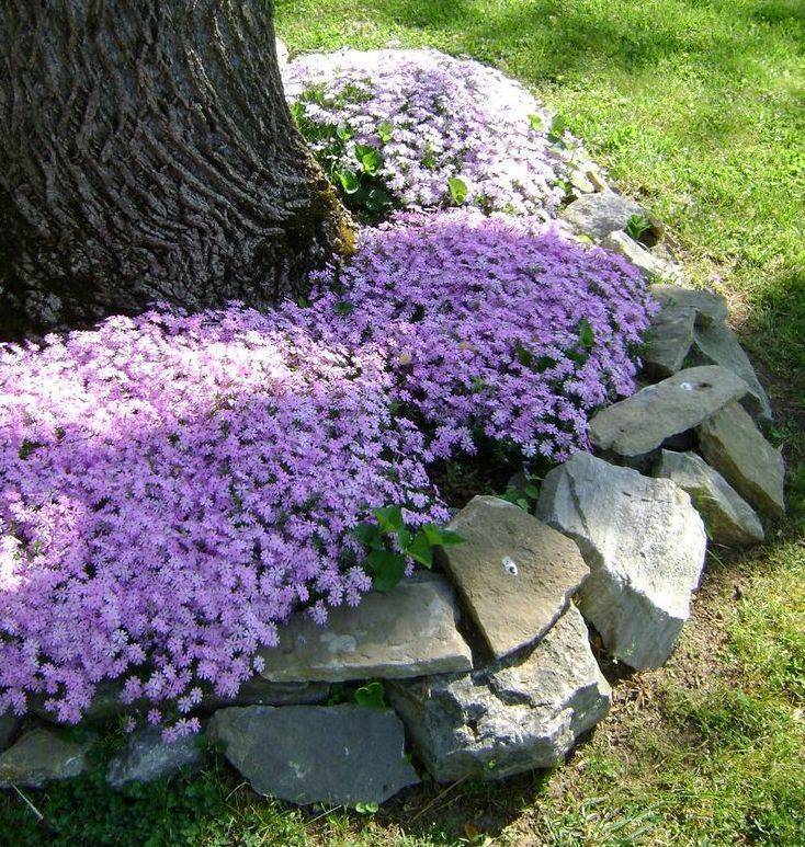 Барвинок в ландшафтном дизайне: фото цветов на клумбе, сочетания в саду