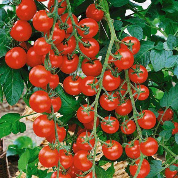 Сорта помидоров черри для открытого грунта: низкорослые, без пасынкования, а также лучшие томаты для выращивания в сибири и на урале