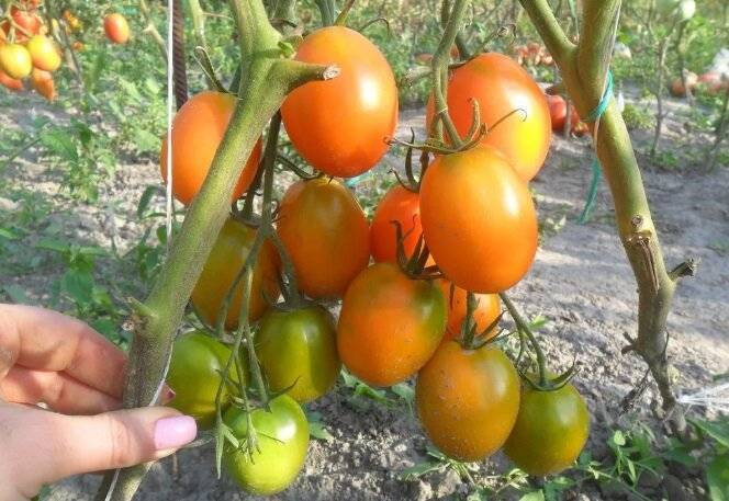 Томаты де барао черный, розовый, красный, оранжевый, золотой - характеристика и описание сортов помидоров, фото, отзывы