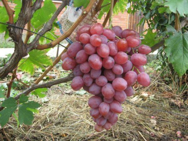 Виноград сорта анюта