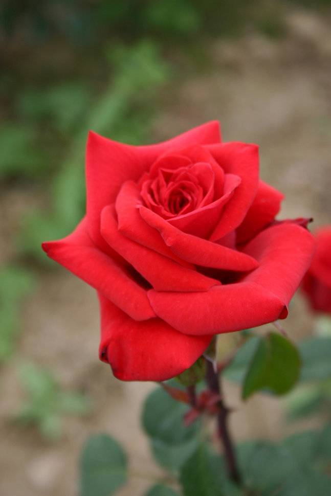 Боинг роза - как выглядит, как вырастить, советы по уходу, отзывы