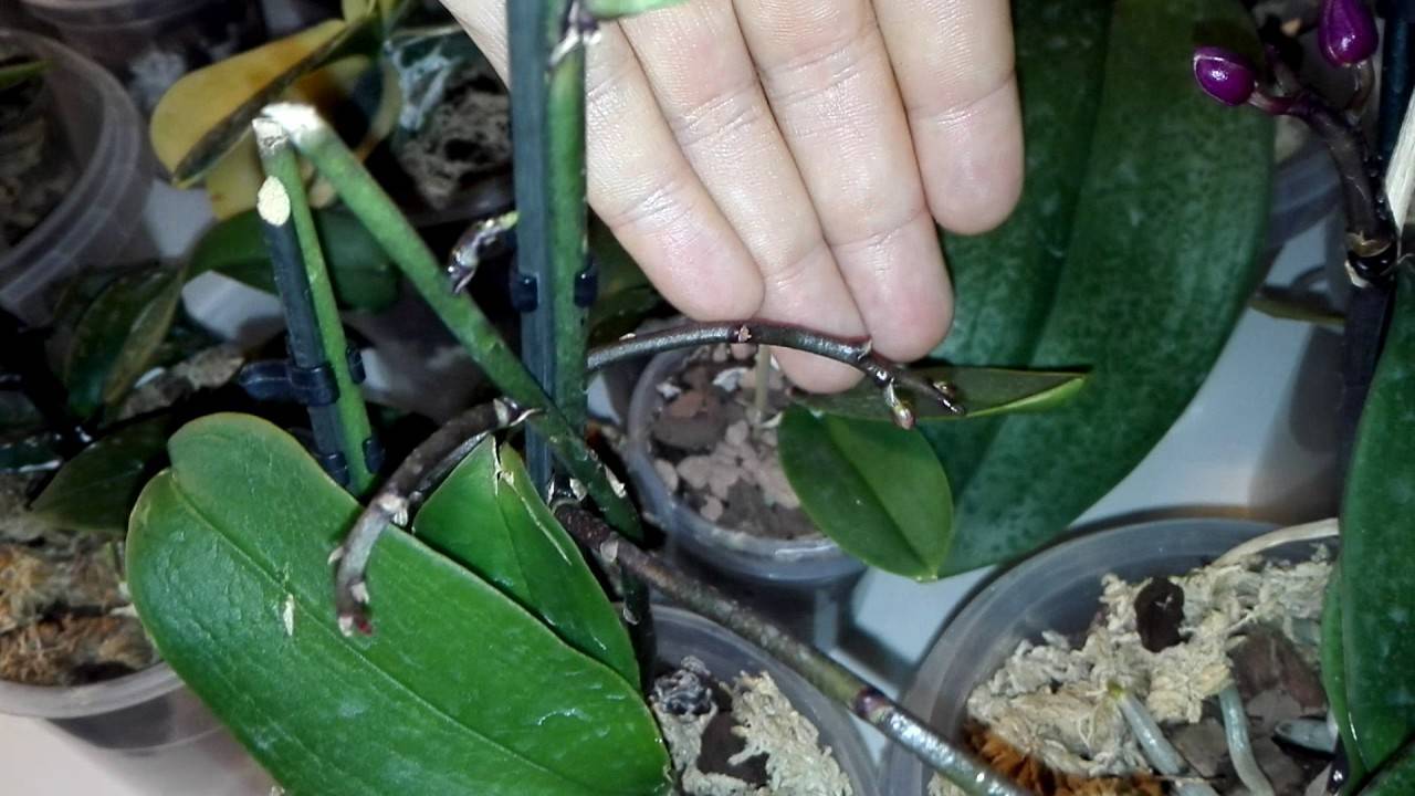 Почему у орхидеи вянут цветки и что делать, если быстро опадают бутоны?