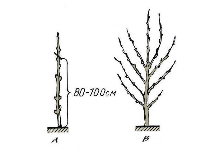 Схема обрезки саженца груши