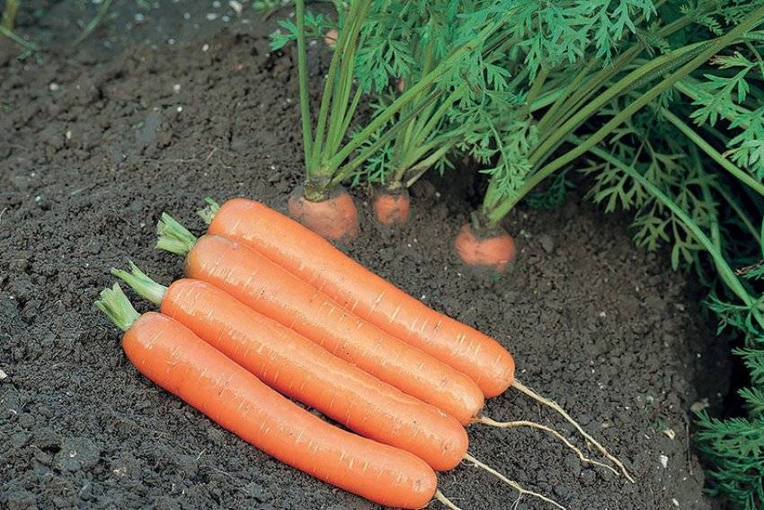 Морковь дордонь f1: описание, посев и уход