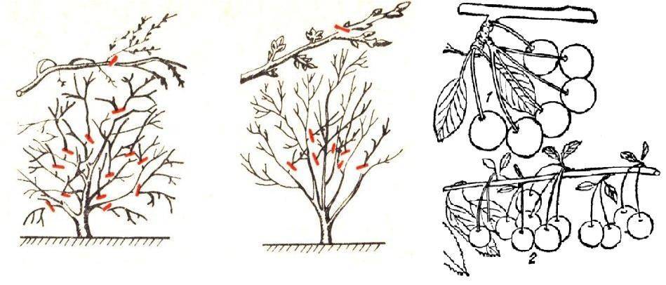 Stříhání třešní: Průvodce pro správnou péči o třešňové stromy