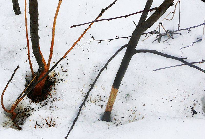 Что делать если мыши погрузли кору яблони