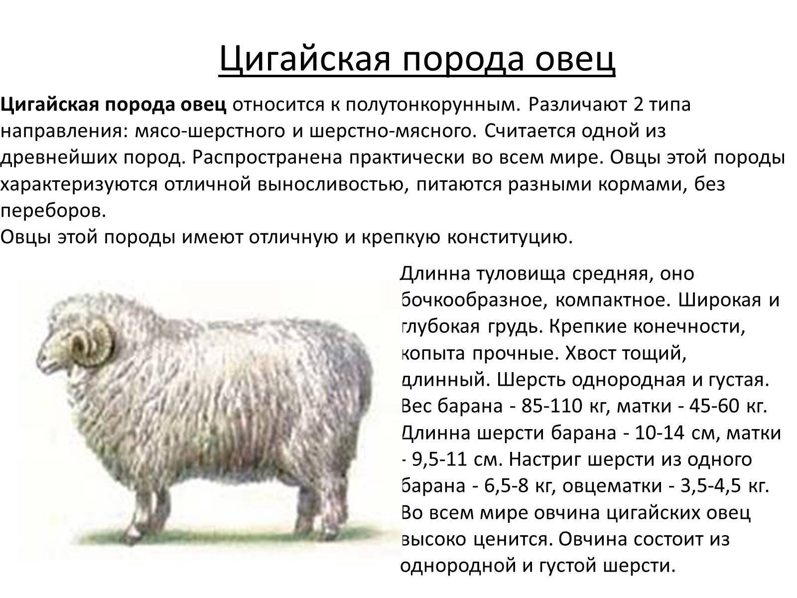Породы овец | мясная энциклопедия meatinfo.ru