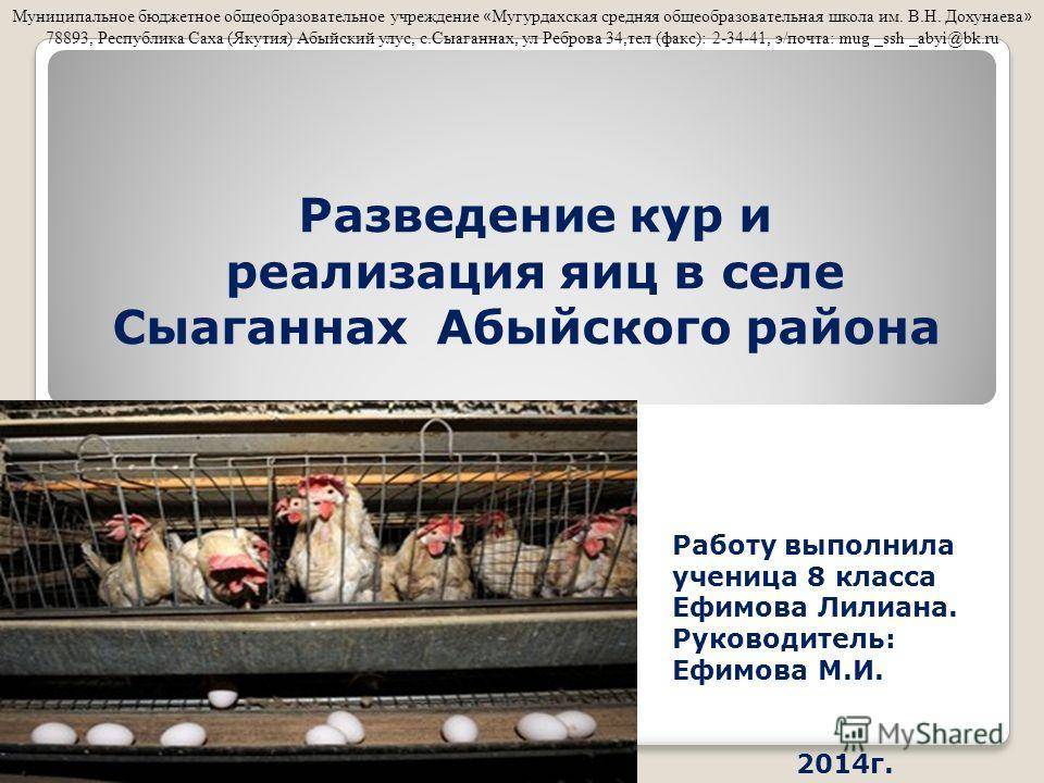 Разведение кур в домашних условиях - технология бизнеса