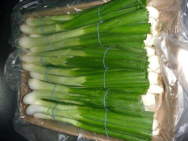 Как сохранить и заготовить на зиму зеленый лук: 5 простых способов