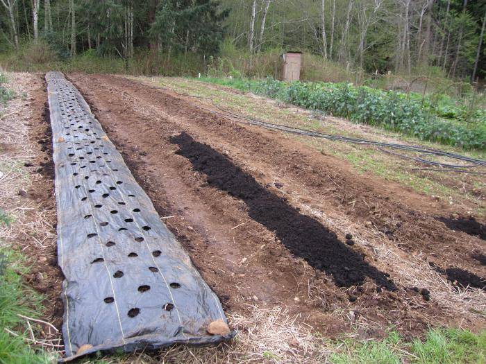 Обработка почвы перед посадкой клубники в августе. подготовка почвы для посадки клубники в августе 2020 года | дачная жизнь