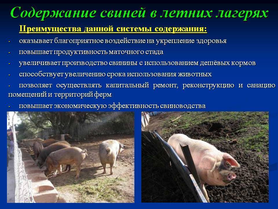 Принадлежащий свинье. Системы содержания свиней. Технология содержания свиней. Гигиена содержания свиней. Условия содержания свиней на фермах.